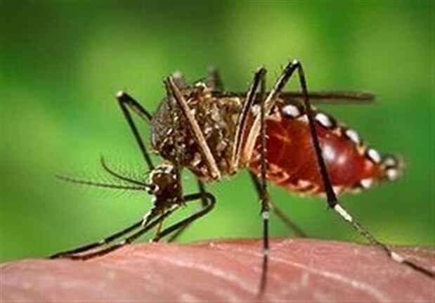 پشه آئدس در بندرعباس رویت شد پشه آئدس در بندرعباس رویت شد/