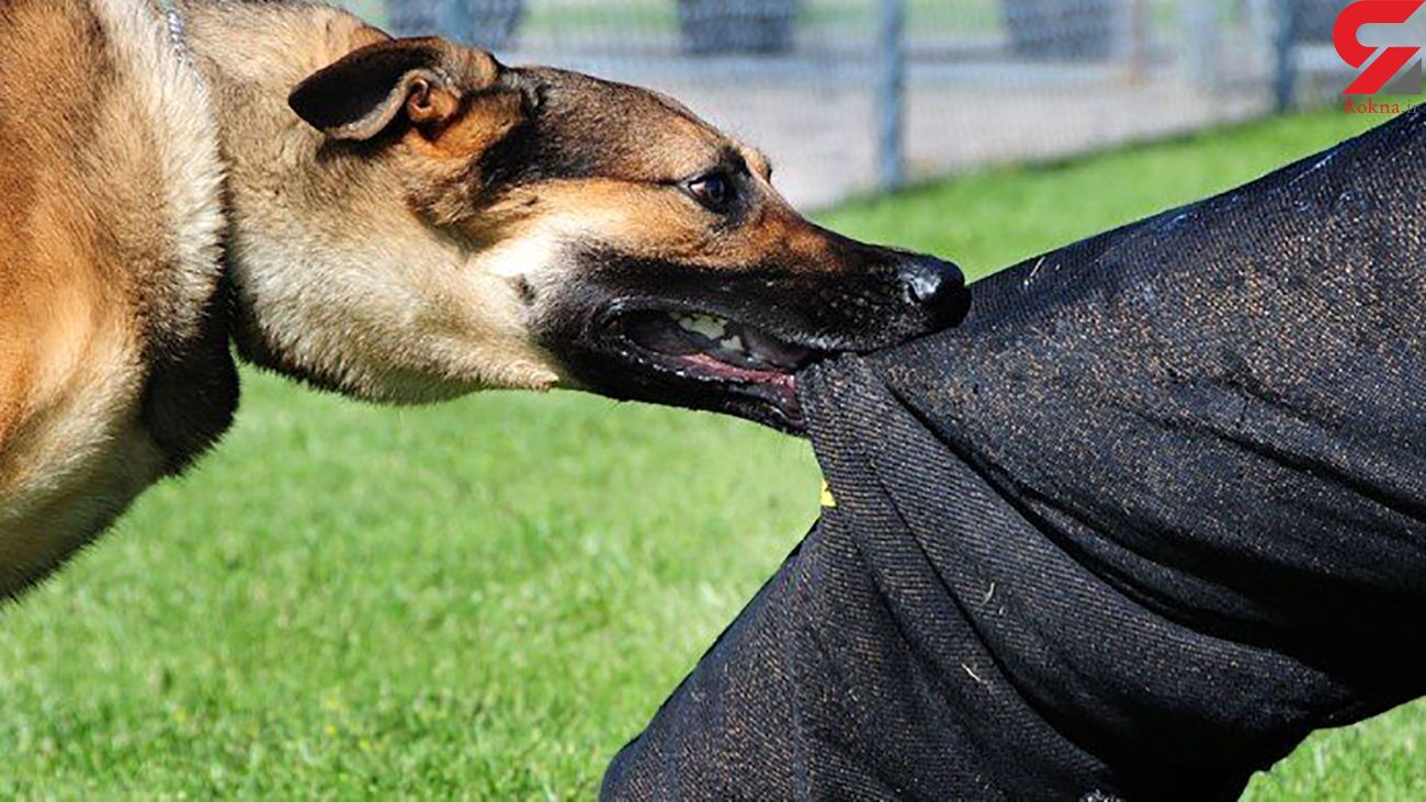 حمله مرگبار سگ های ولگرد به پسر ۱۱ ساله در شیراز + جزییات حمله مرگبار سگ های ولگرد به پسر ۱۱ ساله در شیراز + جزییات