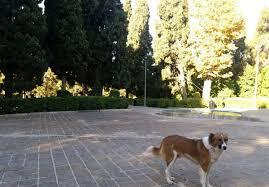 حمله خونین سگ ولگرد به یک زن و 3 کودک بیرجندی حمله خونین سگ ولگرد به یک زن و 3 کودک بیرجندی