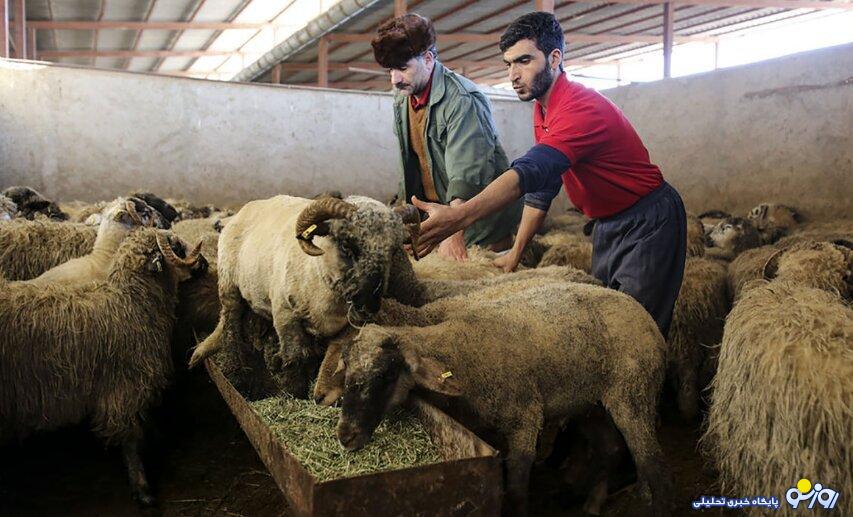 قیمت دام زنده امروز ۱۱ بهمن ۱۴۰۳/ گوسفند زنده در ۲ استان گران شد + جدول