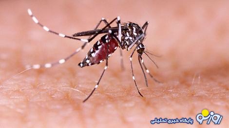 تب دنگی و همه چیز درباره آن/ آخرین آمار مبتلایان در ایران(+عکس) تب دنگی و همه چیز درباره آن/ آخرین آمار مبتلایان در ایران(+عکس)