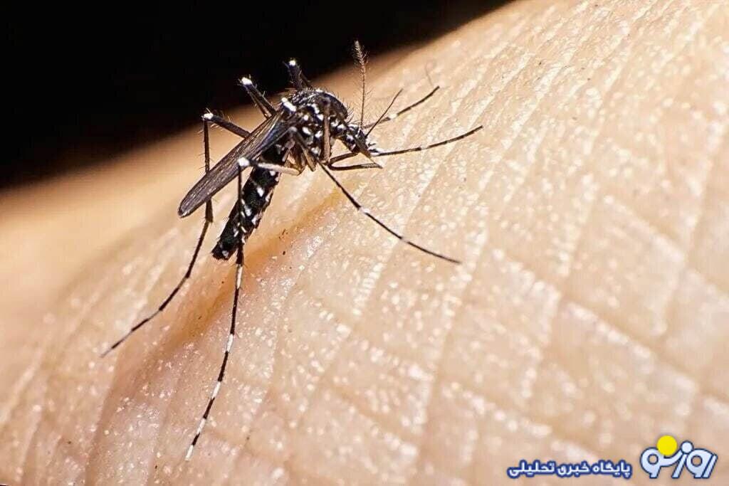 شناسایی نخستین فرد مبتلا به تب دنگی در تهران شناسایی نخستین فرد مبتلا به تب دنگی در تهران