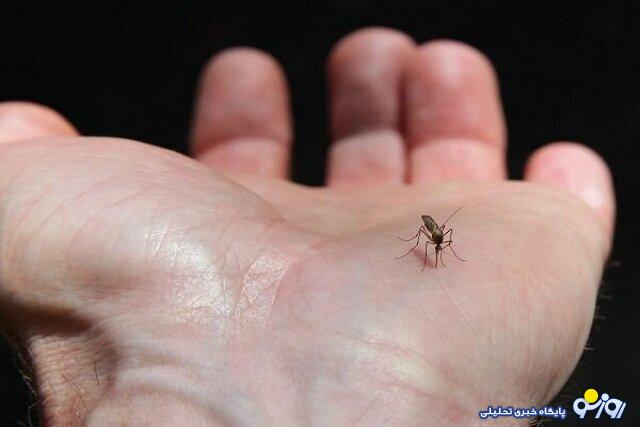 وزارت بهداشت: ۱۵۱ مورد اتبلا به تب دنگی گزارش شده / یک نفر جان خود را از دست داده؛ این فرد ۸۰ سال سن داشت و در امارات به این بیماری مبتلا شده بود وزارت بهداشت: ۱۵۱ مورد اتبلا به تب دنگی گزارش شده / یک نفر جان خود را از دست داده؛ این فرد ۸۰ سال سن داشت و در امارات به این بیماری مبتلا شده بود