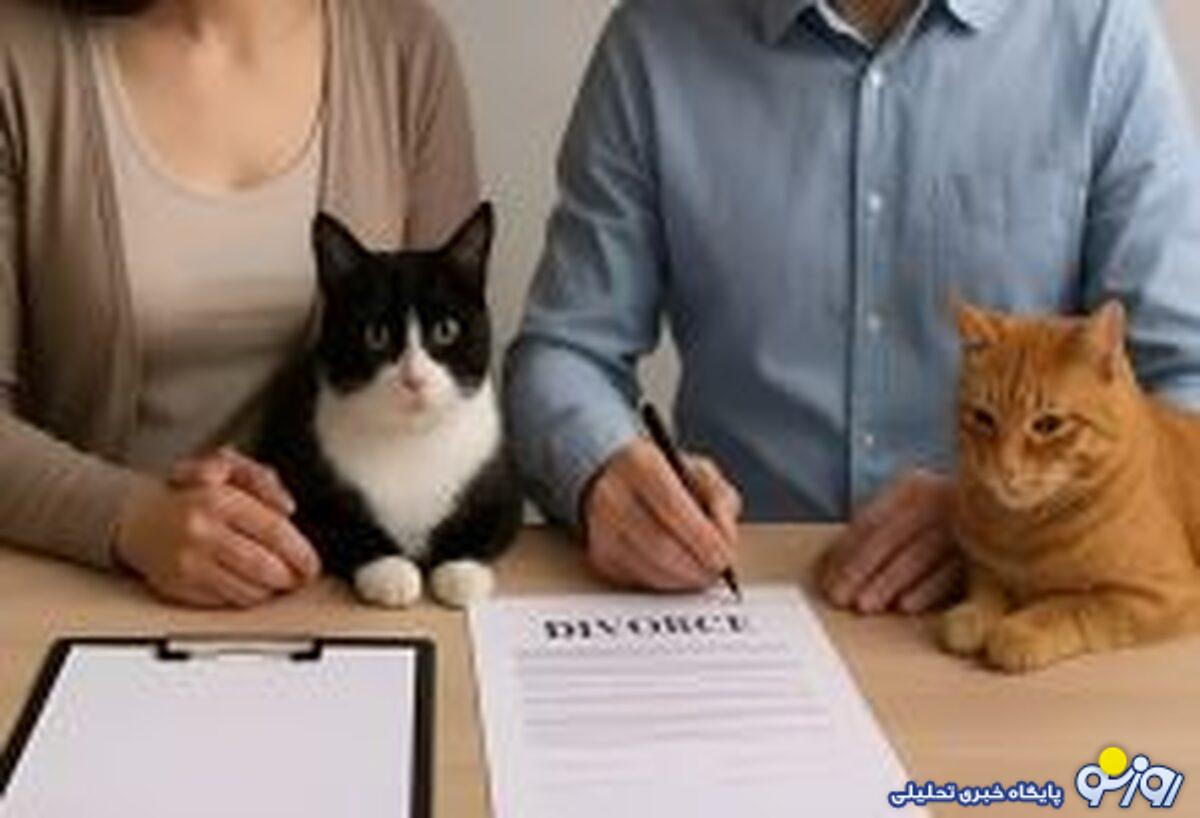 پرداخت نفقه گربهها پس از طلاق! پرداخت نفقه گربهها پس از طلاق!